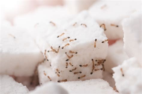Nov 8, 2023 · Sugar ants can be controlled using various methods, including baits, sealing entry points, natural remedies, cleanliness, and professional pest control. Ant sprays are ineffective long-term solutions as they only kill visible worker ants, not the queen or hidden ants. 